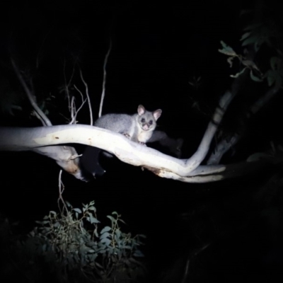 Trichosurus vulpecula (Common Brushtail Possum) at Amaroo, ACT - 20 Apr 2019 by JimL