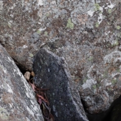 Pseudemoia spenceri (Spencer's Skink) at Tennent, ACT - 20 Apr 2019 by JimL