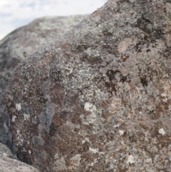 Pseudemoia spenceri at Tennent, ACT - 20 Apr 2019 01:51 PM