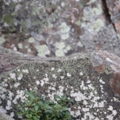 Pseudemoia spenceri at Tennent, ACT - 20 Apr 2019 01:51 PM