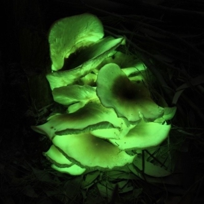 Omphalotus nidiformis (Ghost Fungus) at Eden, NSW - 19 Apr 2019 by Allan