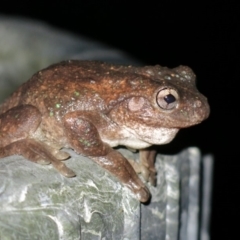 Litoria peronii (Peron's Tree Frog, Emerald Spotted Tree Frog) at Ulladulla, NSW - 19 Apr 2019 by CRSImages