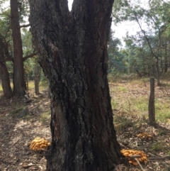 Gymnopilus junonius at Nanima, NSW - 21 Apr 2019