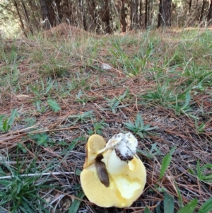 Suillus sp. at Molonglo Valley, ACT - 19 Apr 2019