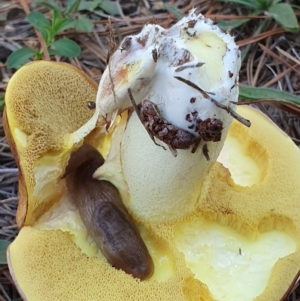 Suillus sp. at Molonglo Valley, ACT - 19 Apr 2019