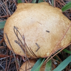 Suillus sp. at Molonglo Valley, ACT - 19 Apr 2019