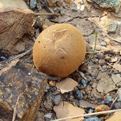 Bovista (A puffball) at National Arboretum Forests - 19 Apr 2019 by AaronClausen