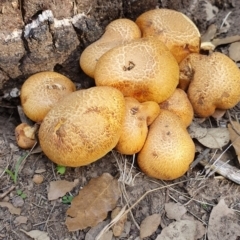 Gymnopilus junonius (Spectacular Rustgill) at Molonglo Valley, ACT - 19 Apr 2019 by AaronClausen