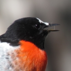 Petroica boodang (Scarlet Robin) at Carwoola, NSW - 19 Apr 2019 by KumikoCallaway