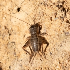 Lepidogryllus sp. (genus) at Uriarra Village, ACT - 20 Apr 2019 12:48 PM