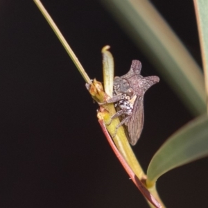 Ceraon sp. (genus) at Uriarra Village, ACT - 20 Apr 2019