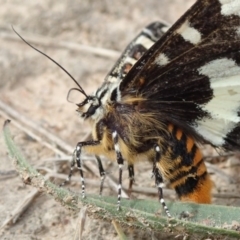 Apina callisto (Pasture Day Moth) at West Belconnen Pond - 21 Apr 2019 by Laserchemisty