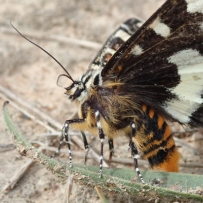 Apina callisto (Pasture Day Moth) at West Belconnen Pond - 21 Apr 2019 by Laserchemisty