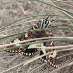 Apina callisto at Dunlop, ACT - 21 Apr 2019