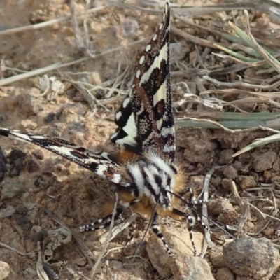 Apina callisto (Pasture Day Moth) at Fraser, ACT - 21 Apr 2019 by Laserchemisty