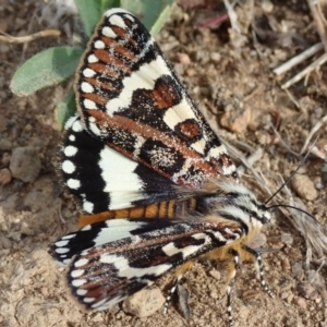 Apina callisto at Fraser, ACT - 21 Apr 2019