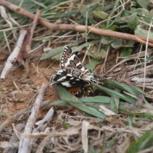 Apina callisto at Hughes, ACT - 21 Apr 2019 02:18 PM