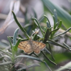 Scopula rubraria at Hughes, ACT - 21 Apr 2019