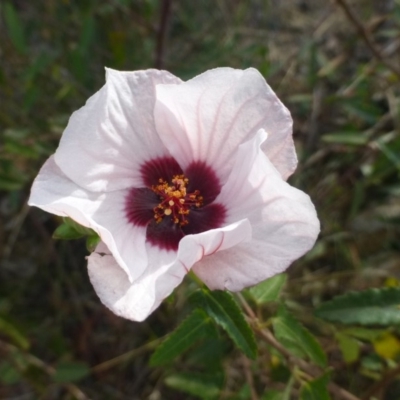 Pavonia hastata (Spearleaf Swampmallow) at Aranda, ACT - 20 Apr 2019 by RWPurdie