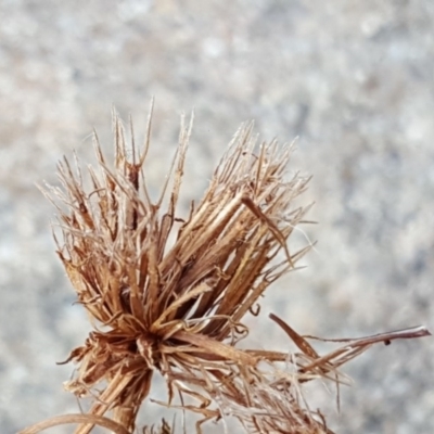 Bidens pilosa (Cobbler's Pegs, Farmer's Friend) at Isaacs, ACT - 21 Apr 2019 by Mike