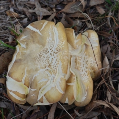 zz agaric (stem; gills white/cream) at Federal Golf Course - 21 Apr 2019 by JackyF