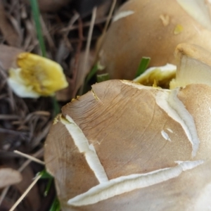 zz agaric (stem; gills white/cream) at Hughes, ACT - 21 Apr 2019