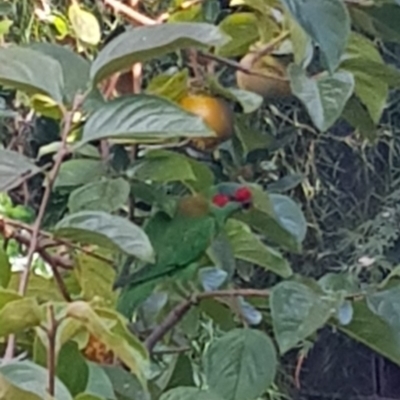 Glossopsitta concinna (Musk Lorikeet) at Holt, ACT - 21 Apr 2019 by JaneCarter