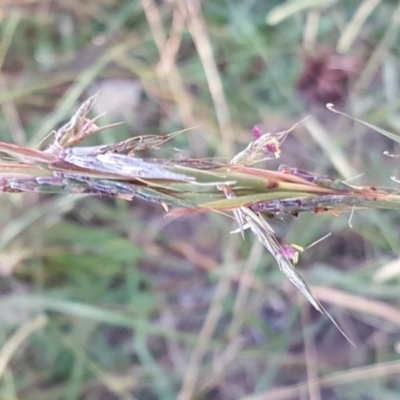 Cymbopogon refractus (Barbed-wire Grass) at Isaacs, ACT - 19 Apr 2019 by Mike