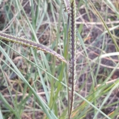 Setaria parviflora at Isaacs, ACT - 19 Apr 2019