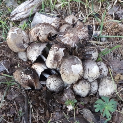 Coprinellus etc. (An Inkcap) at Garran, ACT - 20 Apr 2019 by Mike