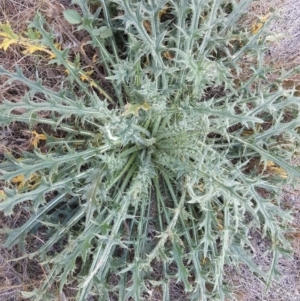 Cirsium vulgare at Isaacs Ridge - 14 Apr 2019