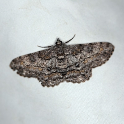 Cleora (genus) (A Looper Moth) at O'Connor, ACT - 29 Jan 2019 by ibaird