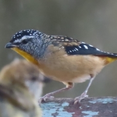 Pardalotus punctatus (Spotted Pardalote) at Sutton, NSW - 20 Apr 2019 by Whirlwind