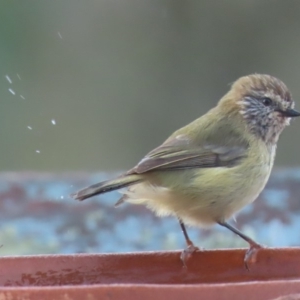 Acanthiza lineata at Sutton, NSW - 21 Apr 2019