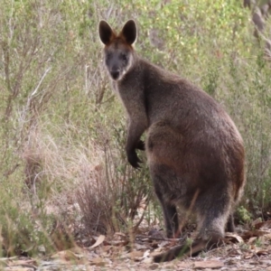 Wallabia bicolor at Sutton, NSW - 21 Apr 2019 02:20 PM