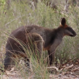 Wallabia bicolor at Sutton, NSW - 21 Apr 2019