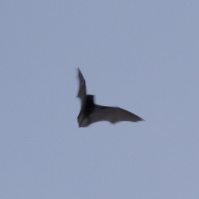 Chalinolobus gouldii (Gould's Wattled Bat) at Michelago, NSW - 21 Apr 2019 by Illilanga