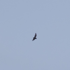 Chalinolobus gouldii at Michelago, NSW - 21 Apr 2019