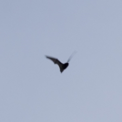 Chalinolobus gouldii at Michelago, NSW - 21 Apr 2019