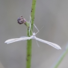 Imbophorus aptalis (White Plume Moth) at Michelago, NSW - 21 Apr 2019 by Illilanga