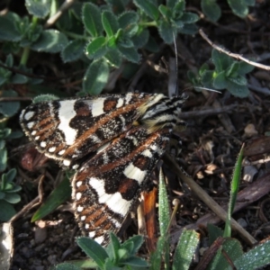 Apina callisto at Fadden, ACT - 21 Apr 2019 08:32 AM