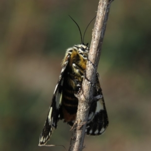 Apina callisto at Fadden, ACT - 21 Apr 2019 08:32 AM