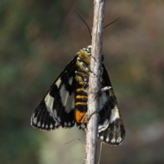 Apina callisto at Fadden, ACT - 21 Apr 2019