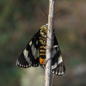 Apina callisto at Fadden, ACT - 21 Apr 2019 08:32 AM