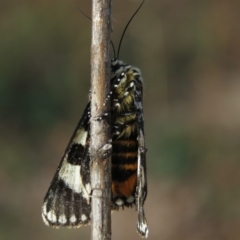 Apina callisto at Fadden, ACT - 21 Apr 2019 08:32 AM