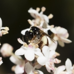 Exoneura sp. (genus) at Michelago, NSW - 28 Oct 2018 12:30 PM