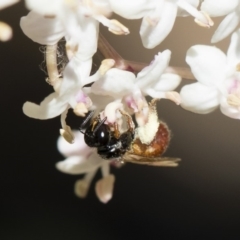 Exoneura sp. (genus) at Michelago, NSW - 28 Oct 2018 12:30 PM