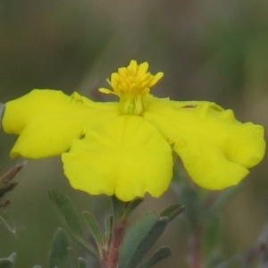 Hibbertia obtusifolia at Fadden, ACT - 21 Apr 2019