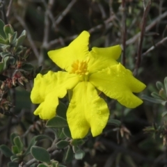 Hibbertia obtusifolia at Fadden, ACT - 21 Apr 2019 08:38 AM