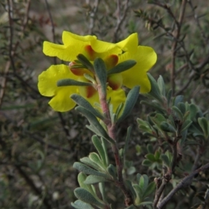 Hibbertia obtusifolia at Fadden, ACT - 21 Apr 2019 08:38 AM